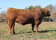 Lot 1